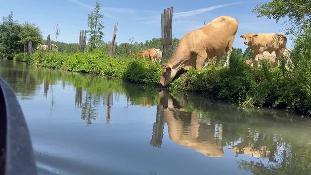 Marais Poitevin en barque vache qui boit vid&eacute;o 4K