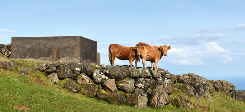 Two brown cows stand on a rocky wall with a concrete structure behind them, Corvo Island, Azores