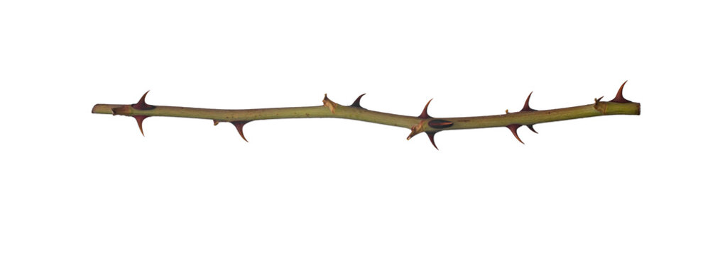 A branch with thorns isolated on a white background