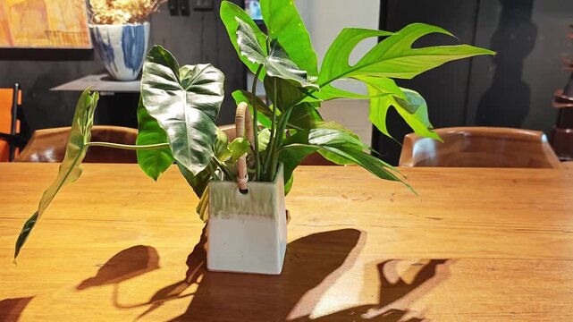 Potted Philodendron on wooden table.