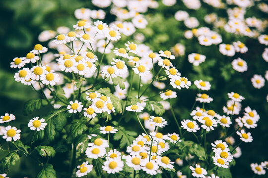 Wild daisy flowers growing on meadow. Meadow with lots of white and pink spring daisy flowers. panoramic spring web banner. Stock Photo