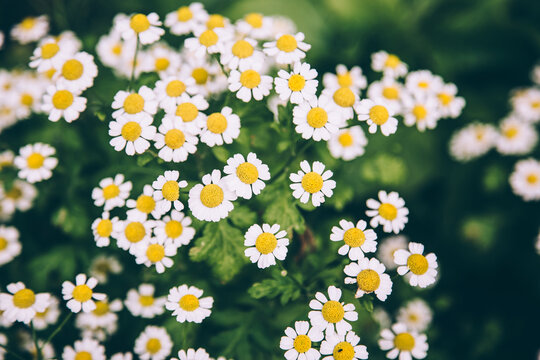 Wild daisy flowers growing on meadow. Meadow with lots of white and pink spring daisy flowers. panoramic spring web banner. Stock Photo