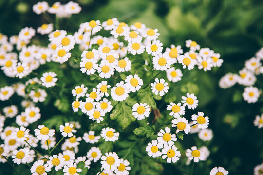 Wild daisy flowers growing on meadow. Meadow with lots of white and pink spring daisy flowers. panoramic spring web banner. Stock Photo