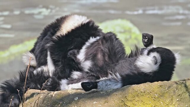 black-and-white ruffed lemur (Varecia variegata) resting on a rock