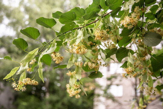 Tilia flowers. Branch of fragrant linden flowers. Blooming lime tree. Linden blossoms - important honey plant for beekeepers, also used for herbal teas and tinctures