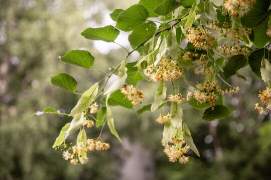 Tilia flowers. Branch of fragrant linden flowers. Blooming lime tree. Linden blossoms - important honey plant for beekeepers, also used for herbal teas and tinctures