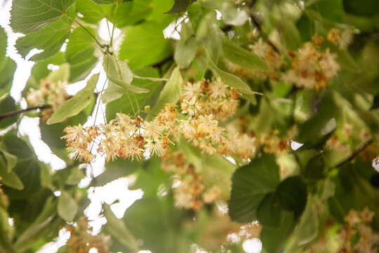 Tilia flowers. Branch of fragrant linden flowers. Blooming lime tree. Linden blossoms - important honey plant for beekeepers, also used for herbal teas and tinctures