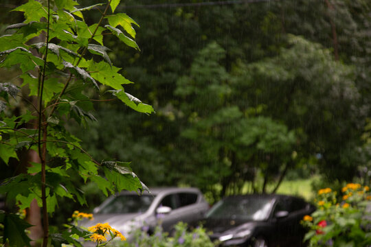 A rainy day. Wet trees and cars in the parking lot. Soft focus