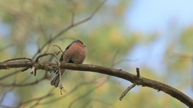 Eurasian chaffinch (Fringilla coelebs) bird on a branch