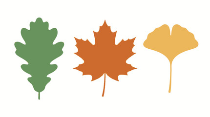 Fototapeta premium Autumn Leaf Varieties in Nature.