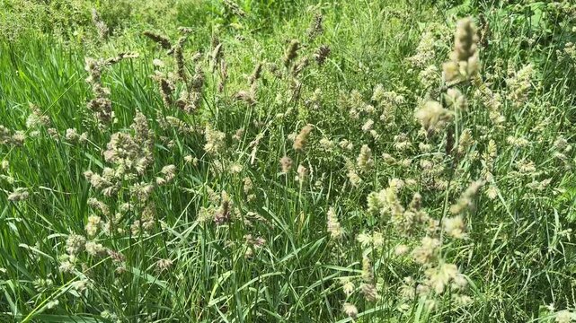High grass stems with unripe ears, top view close-up