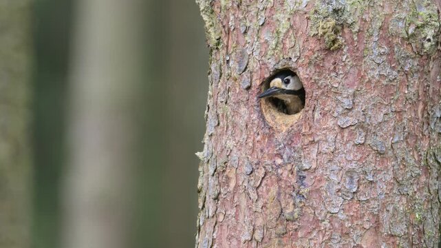 Great spotted woodpecker male feeding chicks at the nest hole in stem