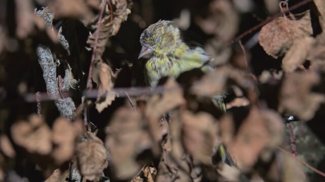 common Eurasian siskin (Spinus spinus) female sleepy in bushes