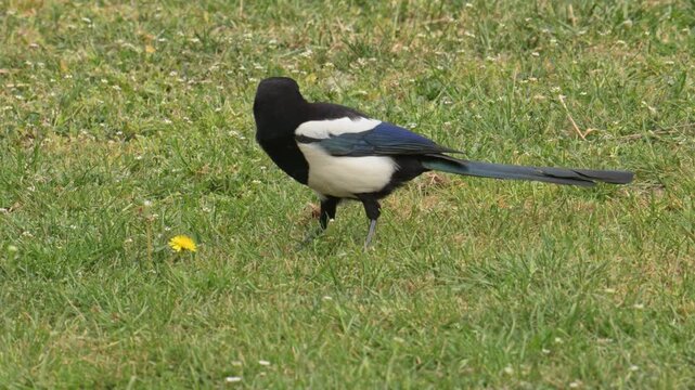 common Eurasian magpie (Pica pica) devouring piece of meat
