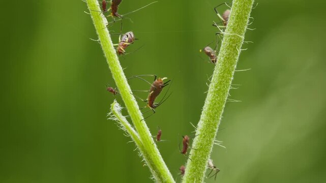 aphids hanging on a plant stem sucking