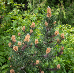 Mugo pine (Pinus Mugo) branch with numerous newly developing male pollen cones and young growth. © Jolanta