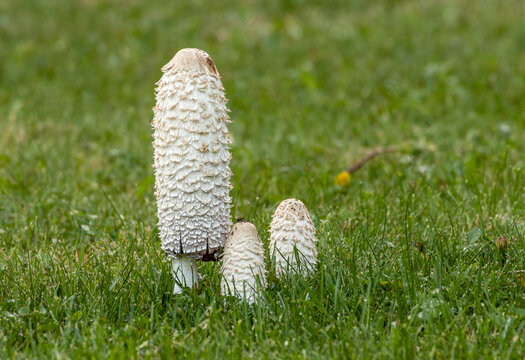 Shaggy ink cap (coprinus comatus) family  with one mature mushroom and two younger ones emerging from the grass.