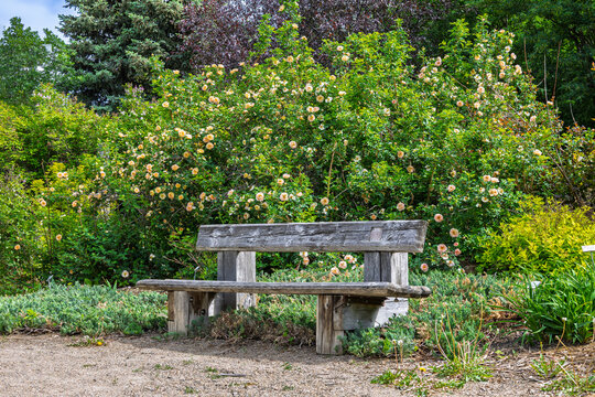 Quiet garden retreat with rustic bench and blooming rose bush.
