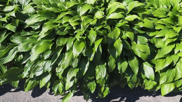 Bushes of cultivated hosta growing next wall in sunny morning