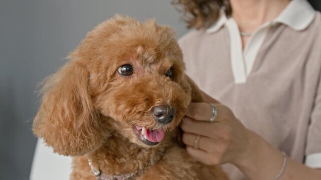 Caucasian woman petting and grooming brown toy poodle dog. Clip is perfect for pet care services, veterinary clinics, animal companionship, and domestic lifestyle marketing campaigns