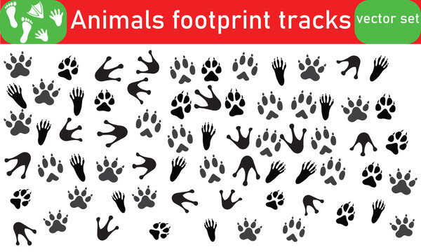 Animals footprint tracks. Paw prints, feet and claws eagle, raccoon and fox, deer and frog, duck and elephant penguin and chicken horse, hedgehog bear sheep cat dog stamp. Black foot trace vector set