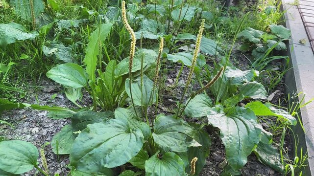 Bushes of broadleaf plantain with spikes on stems next footpath