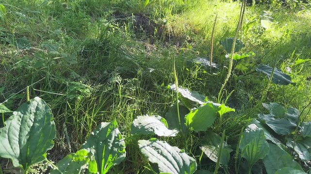 Bushes of broadleaf plantain with spikes among other grass