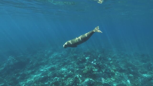 A dugong - Dugong dugon - leaves the surface and swims gently away above a coral reef as sun rays stripe the clear tropical water.
