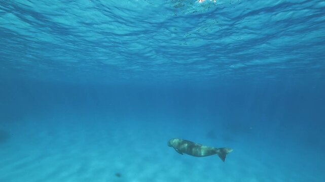 Medium shot of a young dugong - Dugong dugon - filmed from a rear three-quarter angle, gently swimming above a sandy bottom in a turquoise lagoon.