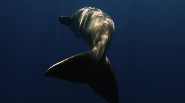 Twilight rear view of a dugong - Dugong dugon - highlighting its tail fluke as moonlight stripes its back before the animal turns into profile.