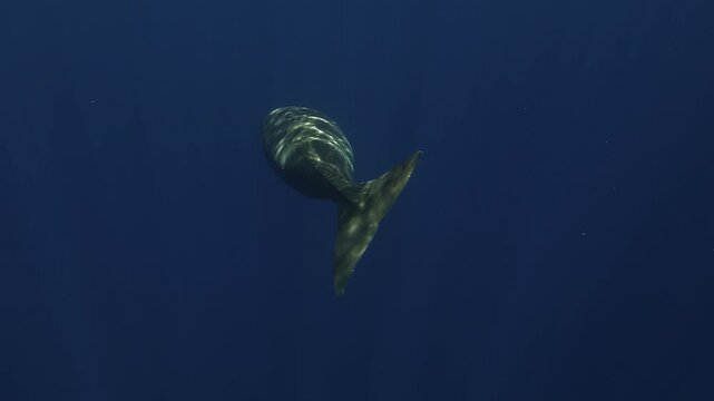Twilight view of a dugong - Dugong dugon - swimming on its side before straightening and disappearing into the darkness of a deep blue lagoon.