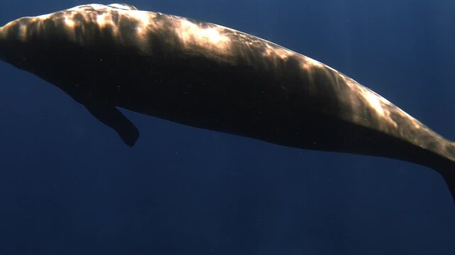 Close twilight shot of a dugong - Dugong dugon - rolling belly-up beneath the surface before turning back as moonlight stripes its pale underside.