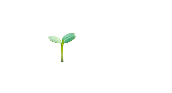 flawless minuscule green cress sprout with two perfect leaves emerging from arid, cracked clay earth, hyper-detailed macro photo with intense bokeh and bright key light. Concept of resilience and