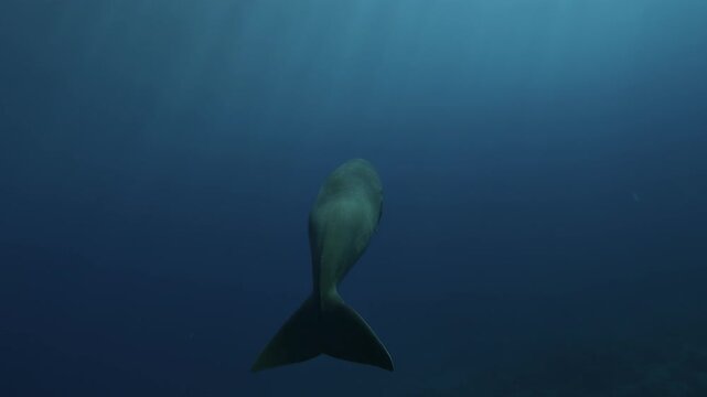 Rear view of a dugong - Dugong dugon - slowly swimming away with gentle tail strokes as it gradually disappears into the deep blue ocean.