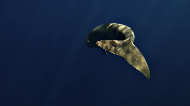 Rear view of a dugong - Dugong dugon - filmed in blue twilight with moonlight striping its back before it turns to reveal its left profile beneath the surface.