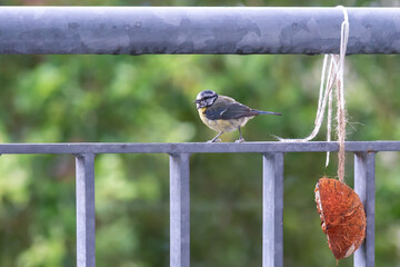 bird on a fence © Alicja Wójcik
