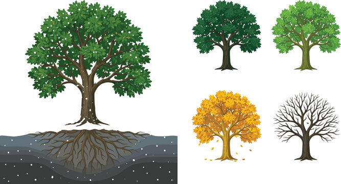 Vector set of seasonal deciduous oak trees showing growth cycles from lush summer foliage to bare winter branches isolated on white,