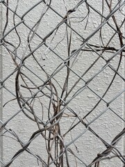 Dry withered vine on a chain link fence © SAWA.K