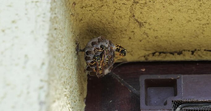 A small paper wasp nest attached to a concrete wall corner with several yellow and black wasps crawling on the surface