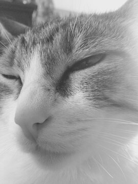 chat noir et blanc