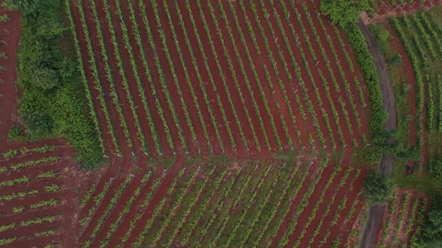 High-resolution vertical top-down drone shot showing geometric patterns of vibrant green vineyard rows interspersed with rich red soil pathways. 