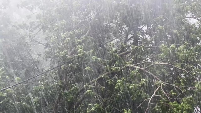 Branches of walnut tree during a strong rainfall close-up