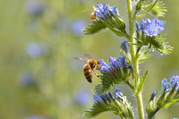 Honey bee hovering beside blue viper's bugloss flowers © Virginie