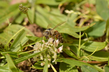 Honey bee feeding on white clover blossoms © Virginie