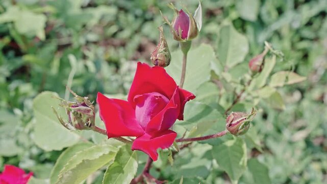 Natural flower rose. Flora nature. Bright blooming flower in nature. Rose flower. Flowering nature closeup. Macro flowering rose plant. Red flower. Vibrant blooms