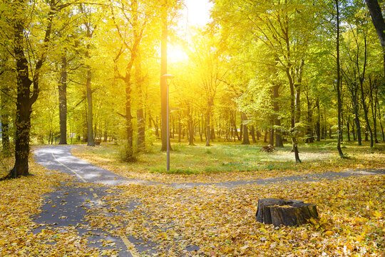 Beautiful Autumn Park with Sunbeams Shining Through Vibrant Yellow and Golden Leaves of Trees on a Sunny Day.