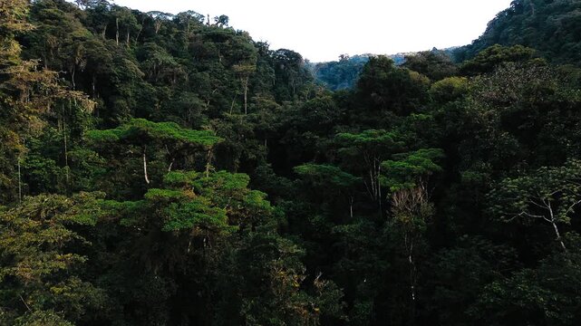 Aerial View of Dense Ecuador Rainforest Valley with Tall Trees, Green Canopy, Remote Andean Amazon Wilderness and Biodiversity Background
