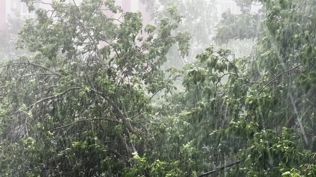 Branches of walnut and other trees during a strong rainfall