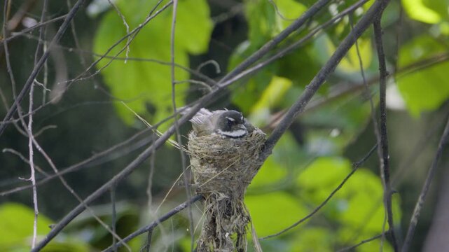 Adult pied fantail resting inside its cup nest before leaving nestlings visible, wild bird in a Thailand suburban neighborhood, authentic Southeast Asian avian atmosphere.