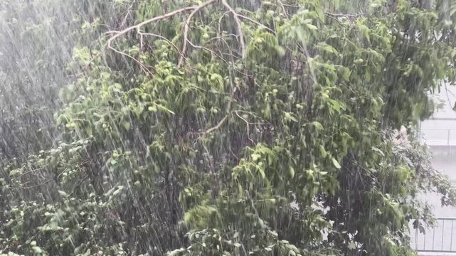 Branches of walnut and cherry during strong rainfall with hail